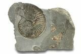 Jurassic Ammonite (Pseudolioceras) Fossil - England #279551-1